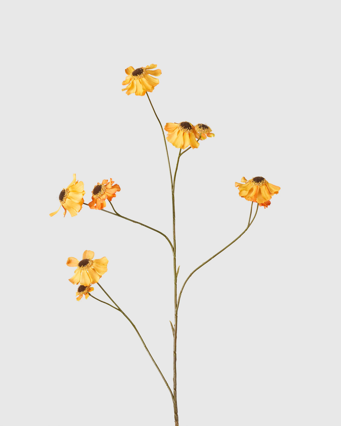 Rudbeckia Spray - Orange