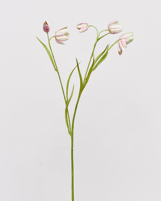 FRITILLARIA - CREAM/PINK