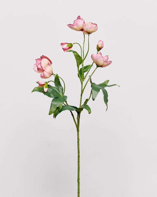 HELLEBORUS - PINK