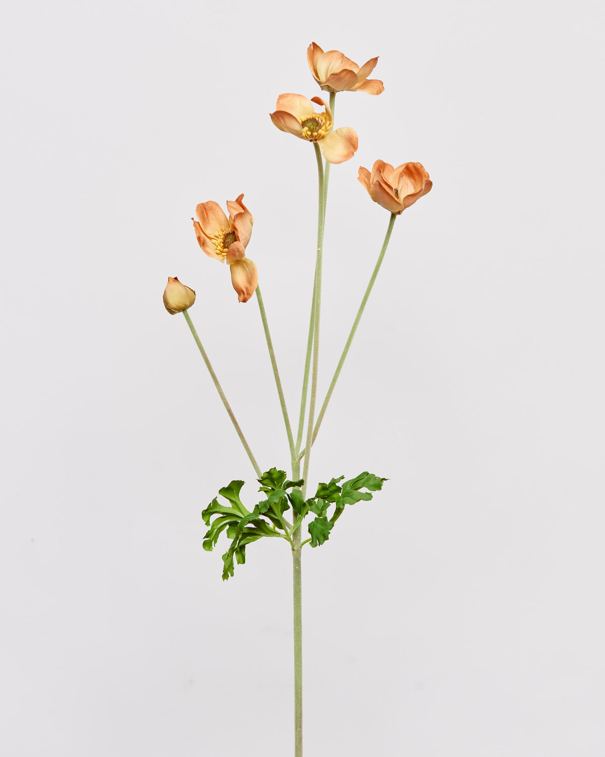 ANEMONE - Peach/orange