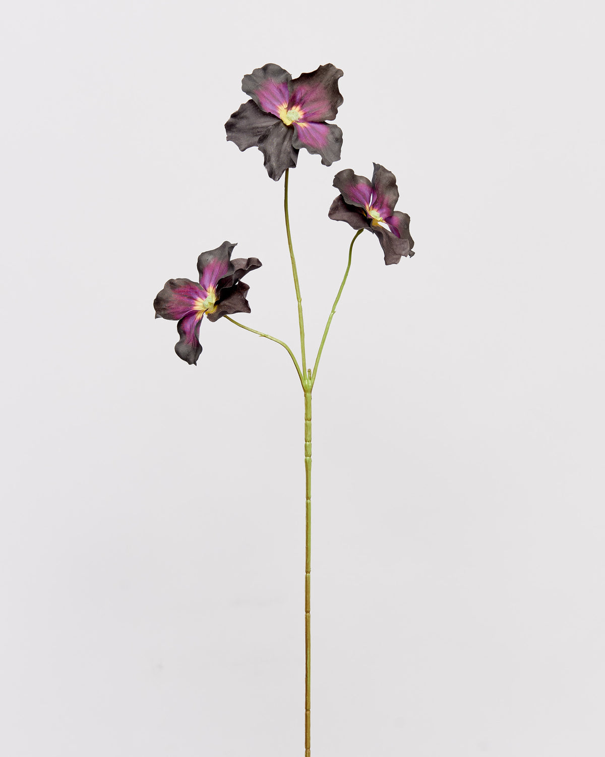 Pansy - Dark Bordeaux