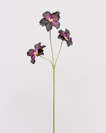 Pansy - Dark Bordeaux