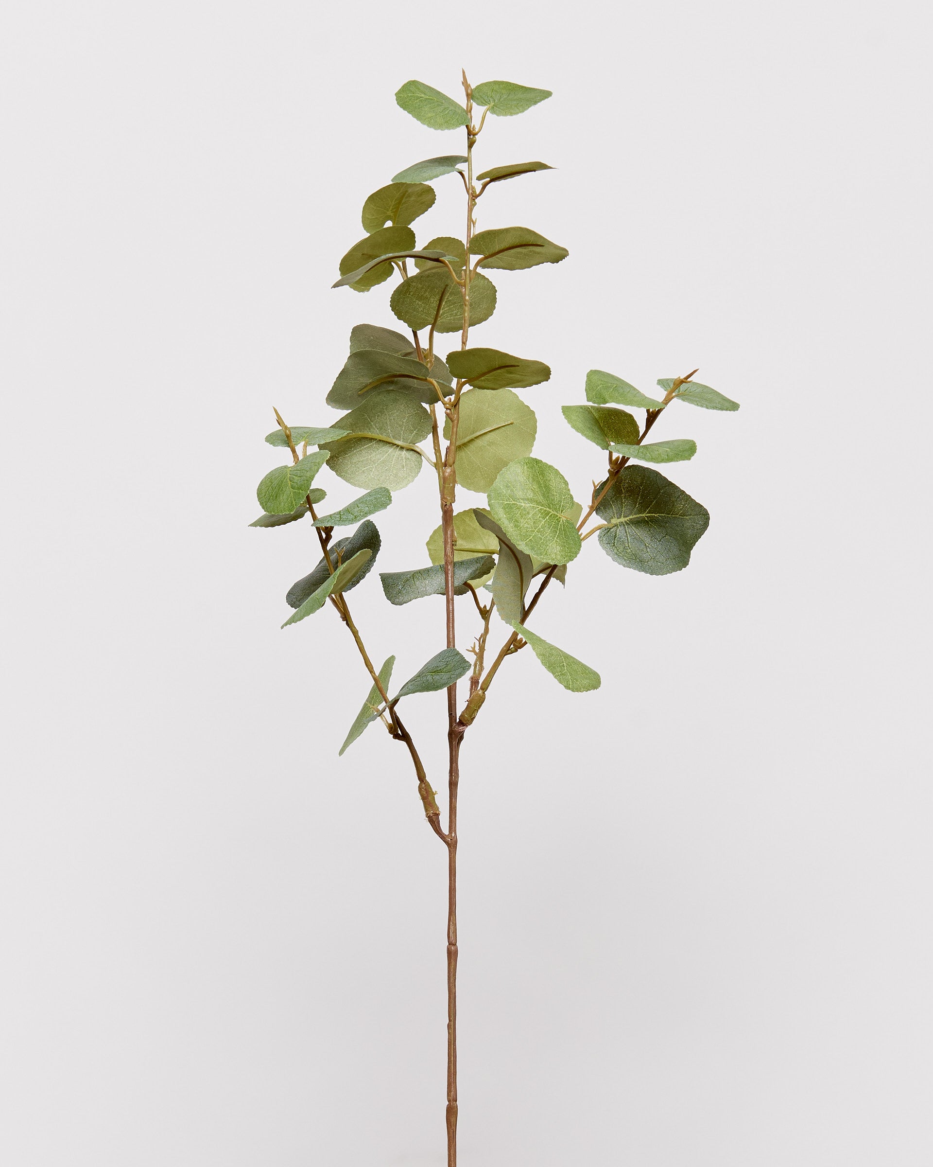 EUCALYPTUS - GREEN