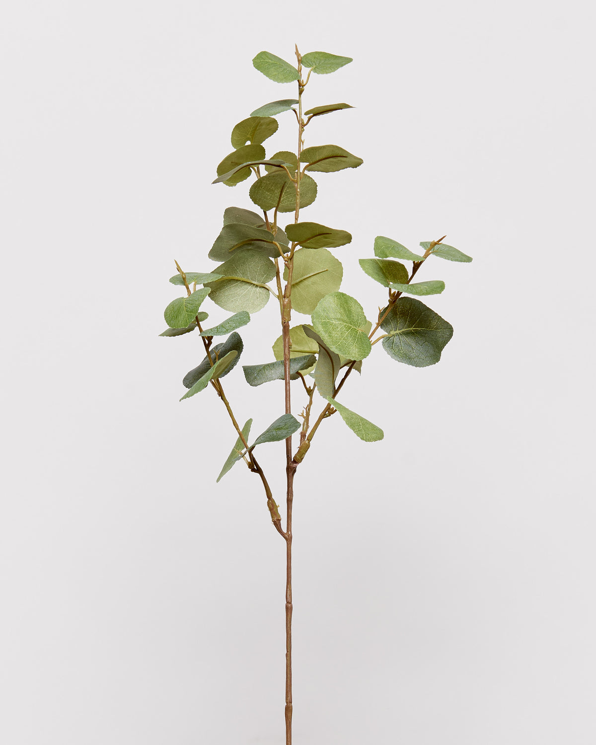 EUCALYPTUS - GREEN
