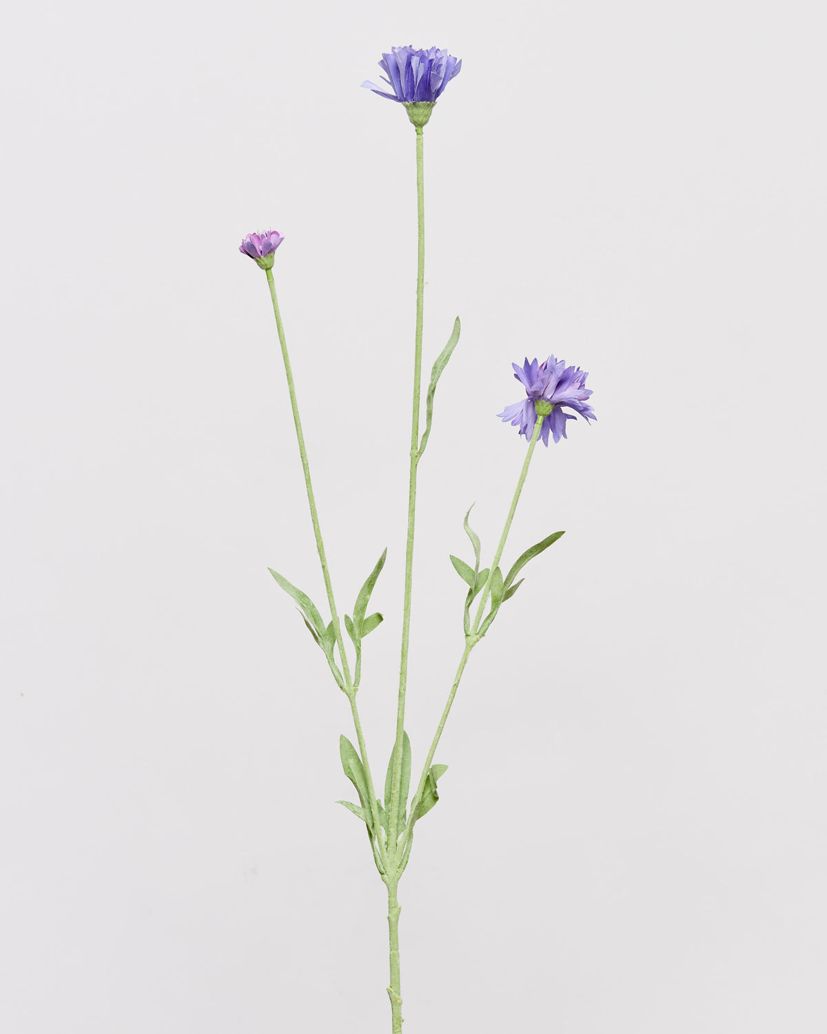 CORNFLOWER - LAVENDEN