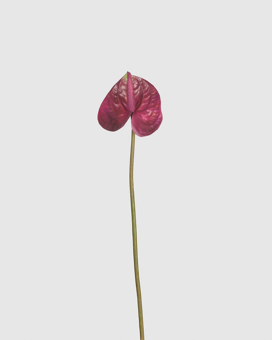 Stems 030 Anthurium