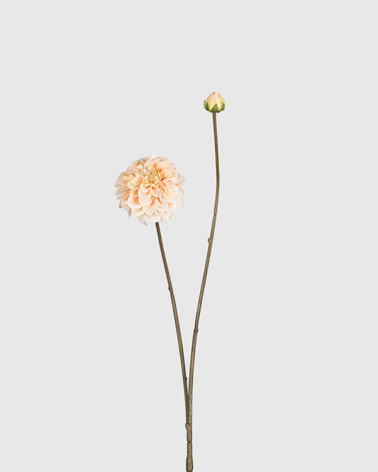 Dahlia - Peach