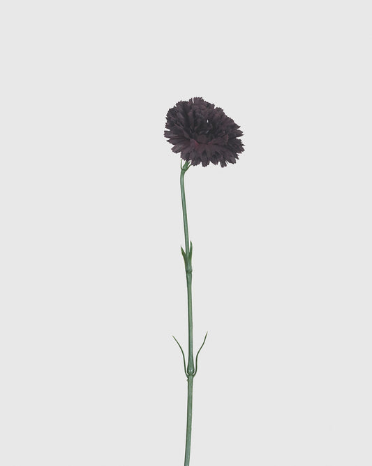 Carnation - Bordeaux