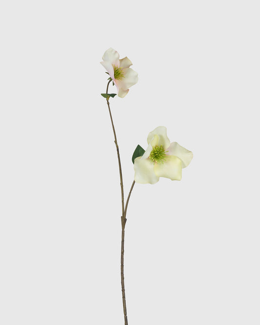 Helleborus