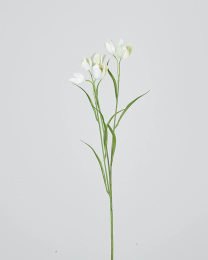 Fritillaria - Cream