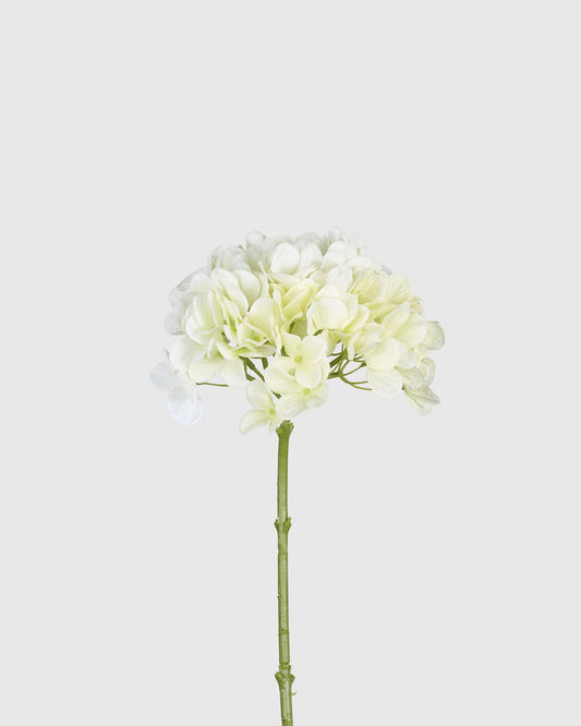 Hydrangea - Cream