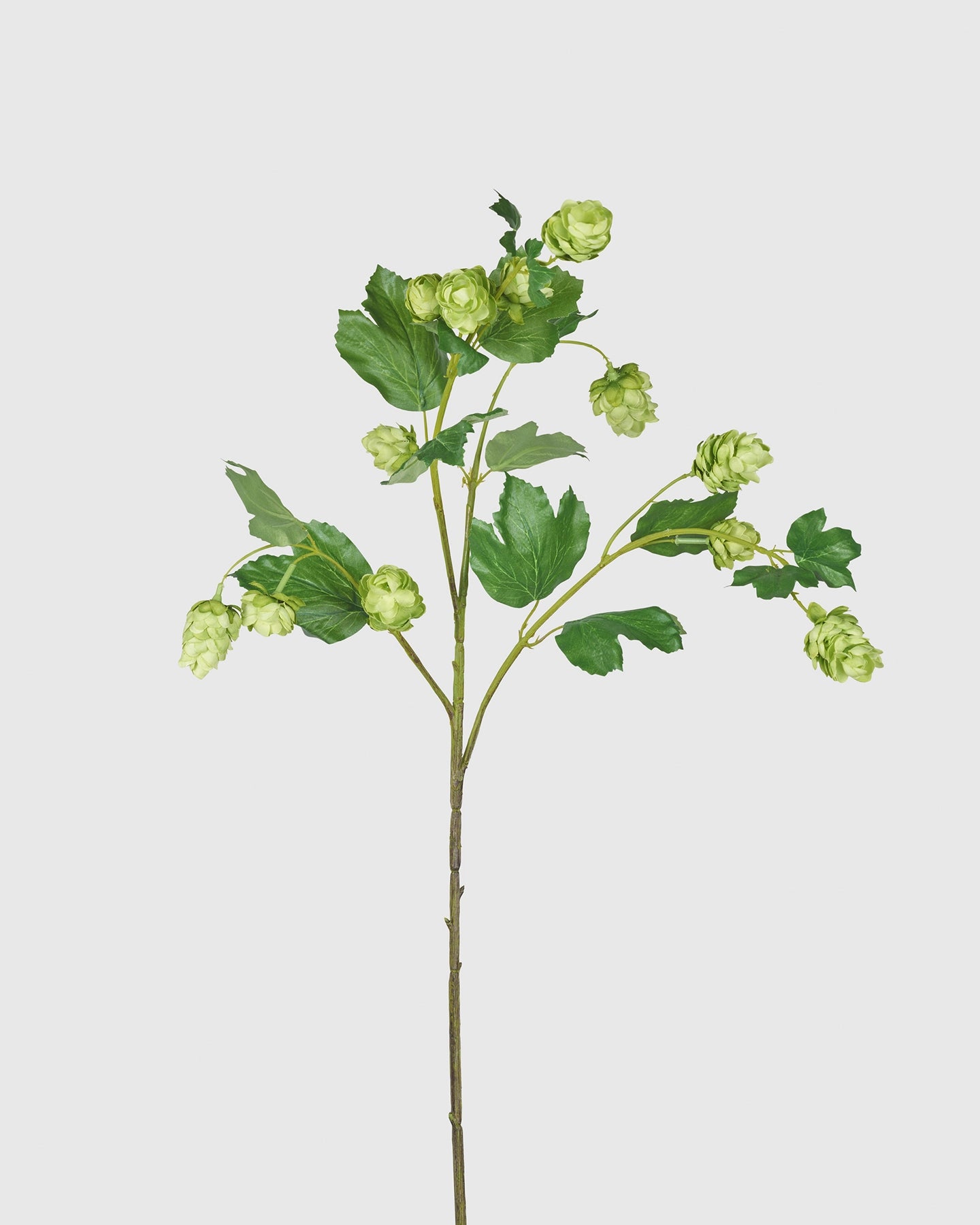 Hop - Green