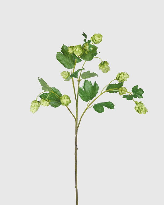 Hop - Green