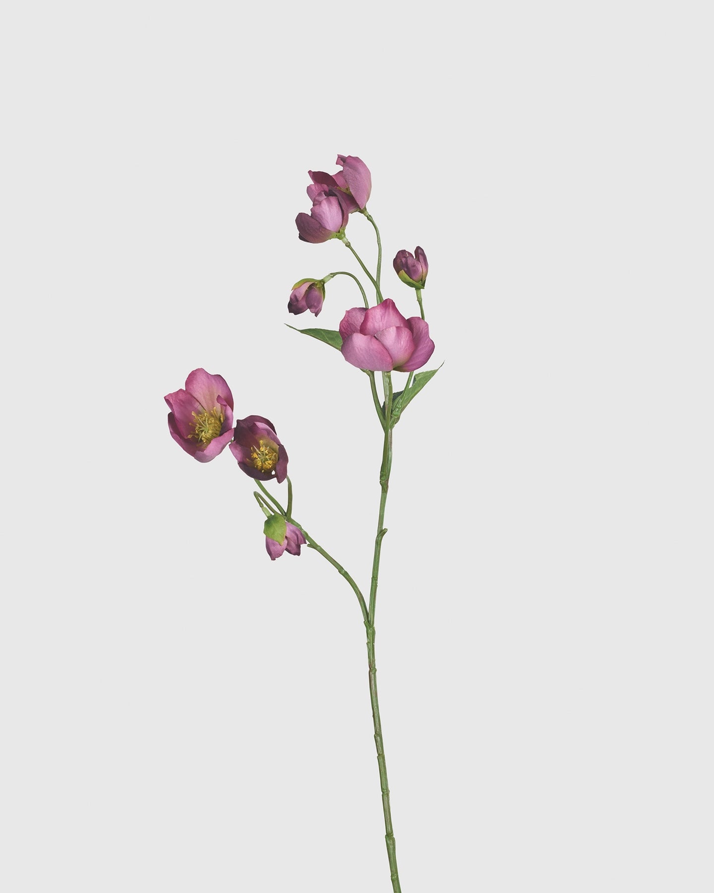 Helleborus - Bordeaux