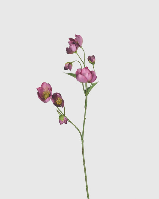 Helleborus - Bordeaux