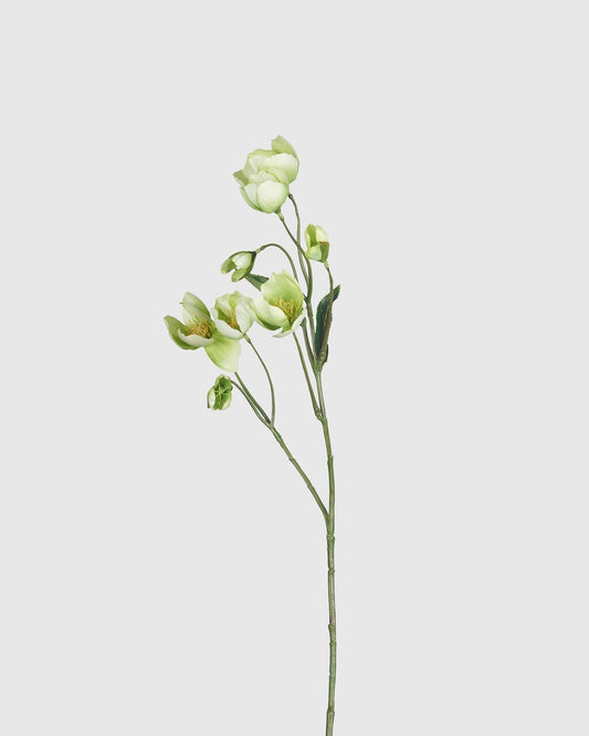 Helleborus - Green