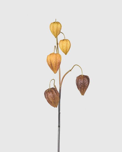Physalis - Brown