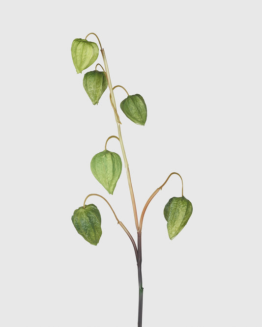 Physalis - Green