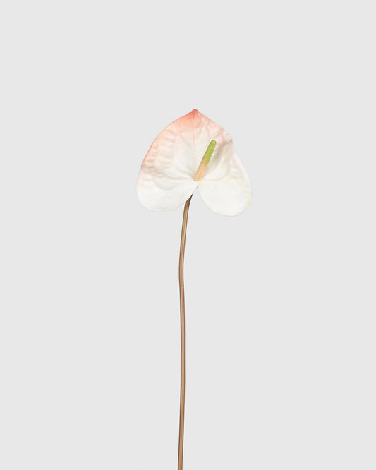 Anthurium - Soft Pink White