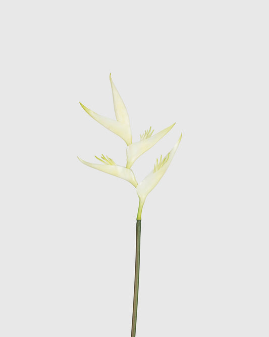 Bird of Paradise - White