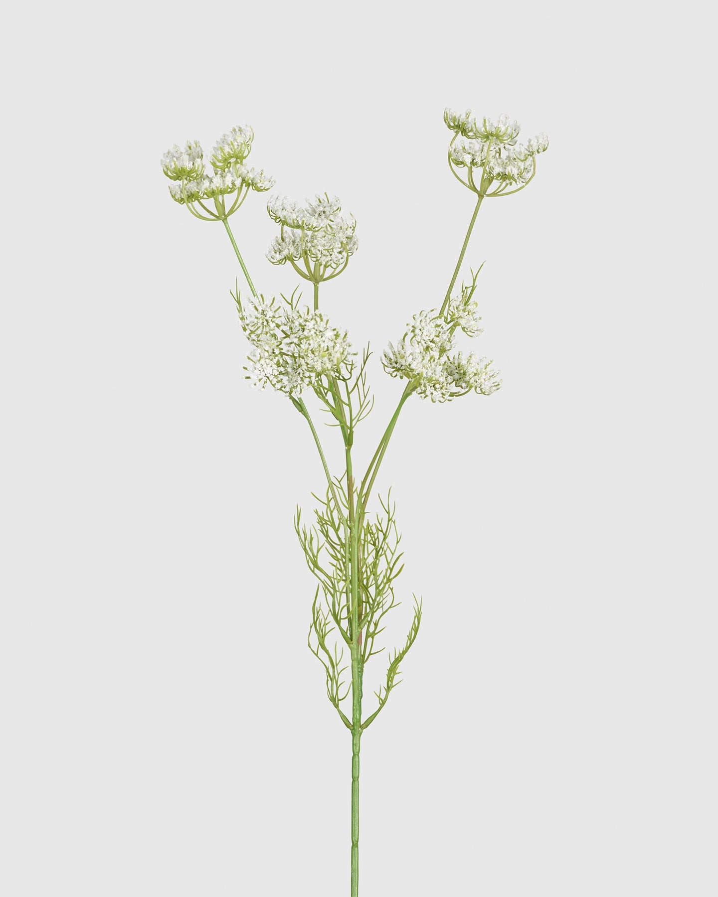 Queen Anne's Lace - White