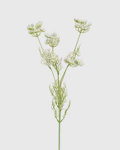 Queen Anne's Lace - White
