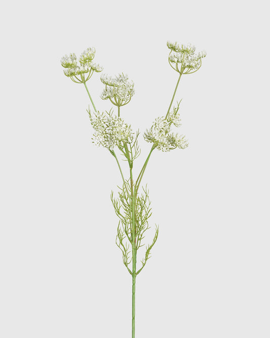 Queen Anne's Lace - White