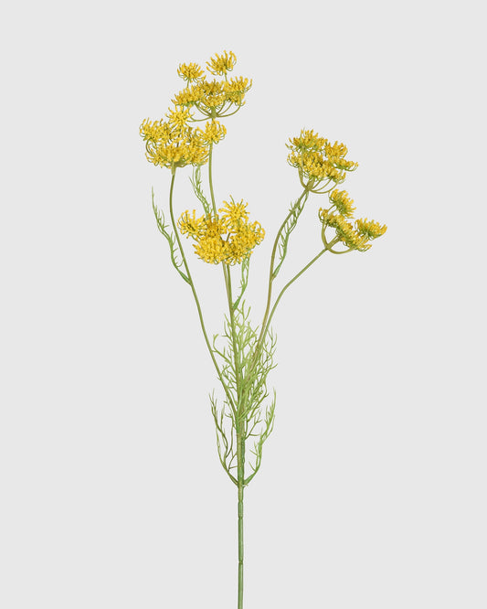 Queen Anne's Lace - Yellow