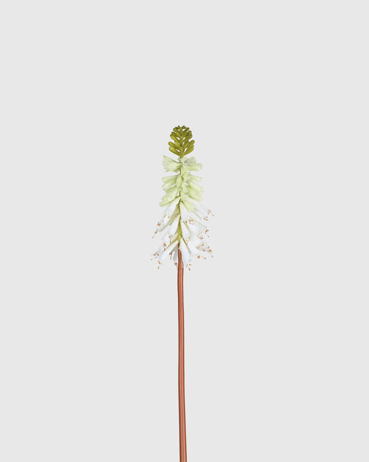 Torch Lily - Green White