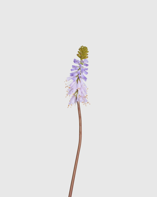 Torch Lily - Light Purple