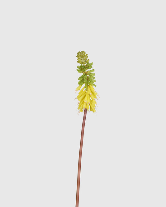 Torch Lily - Yellow Green