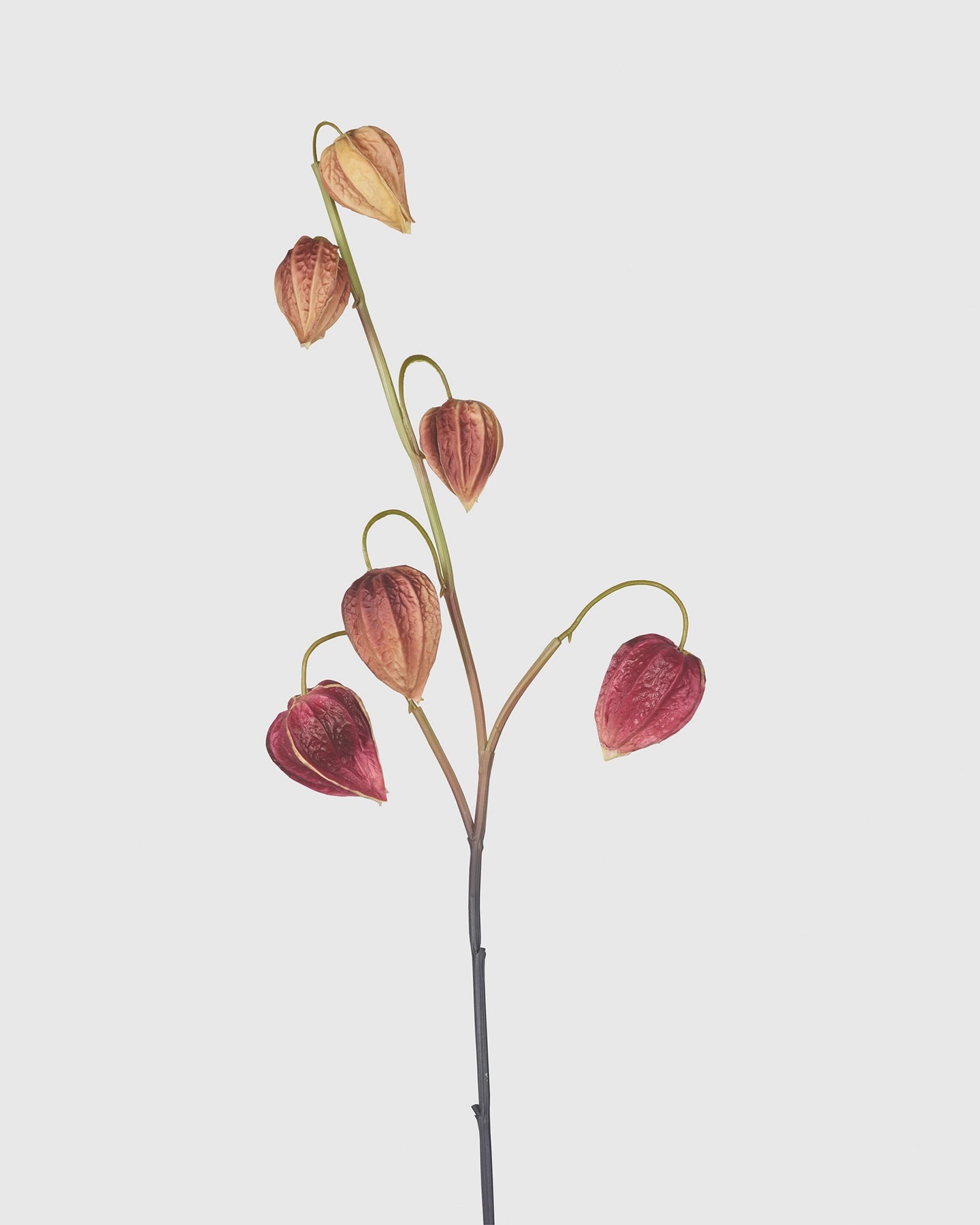 Physalis - Coffee Purple