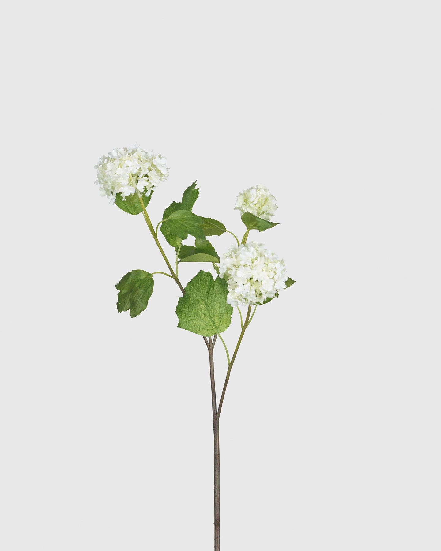 Hydrangea Branch - White