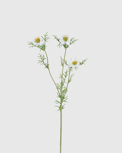 Black Seed Grass - White