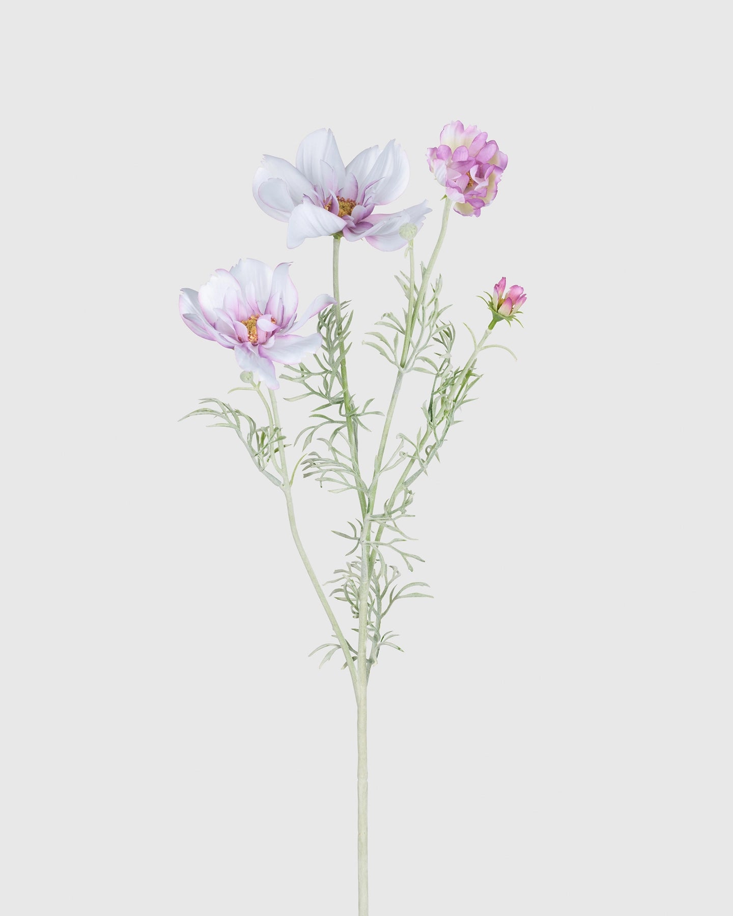 Cosmos - White Purple