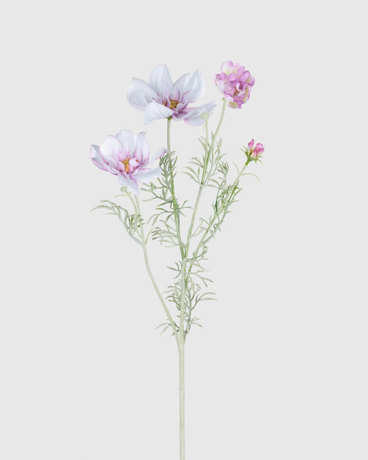 Cosmos - White Purple