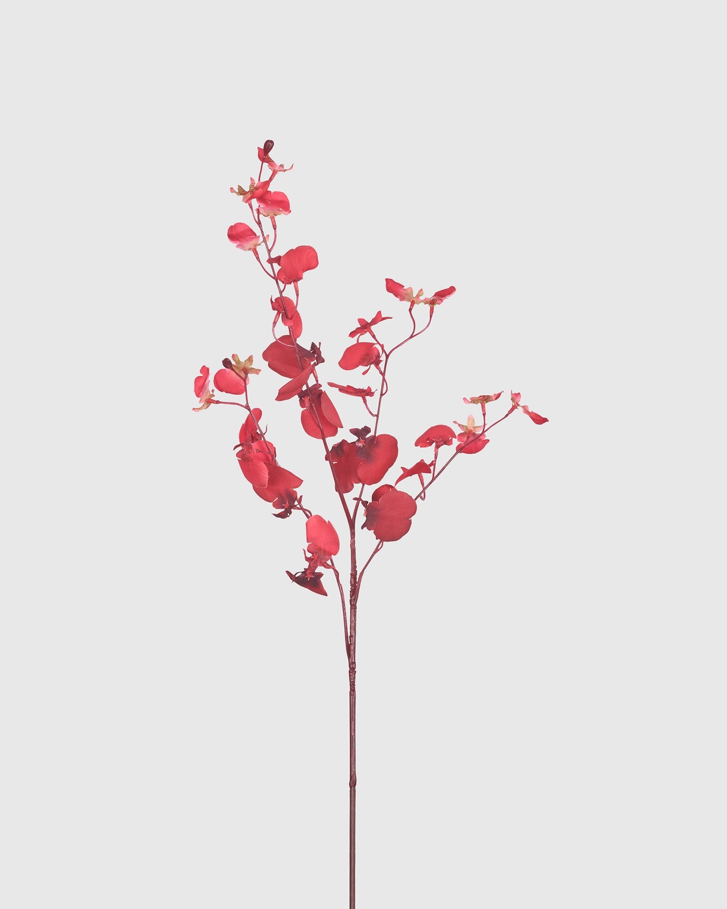 Dancing Orchid - Red