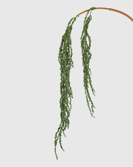 Amaranthus - Green