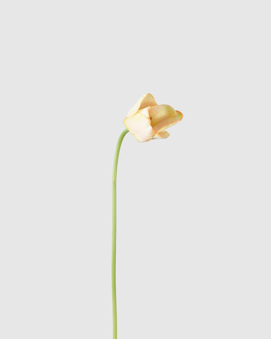 Tulip - Pink Yellow