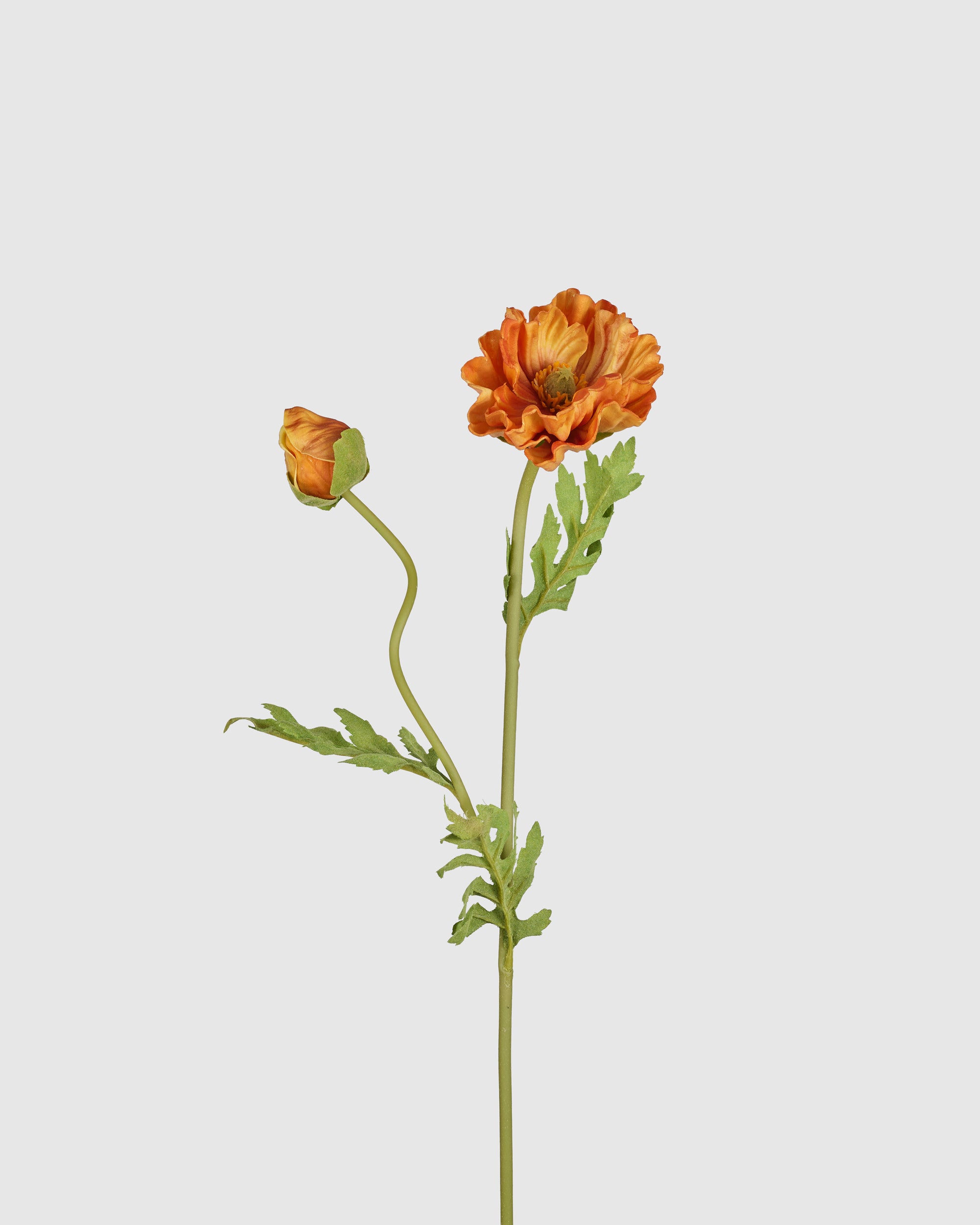 Poppy - Burned Orange