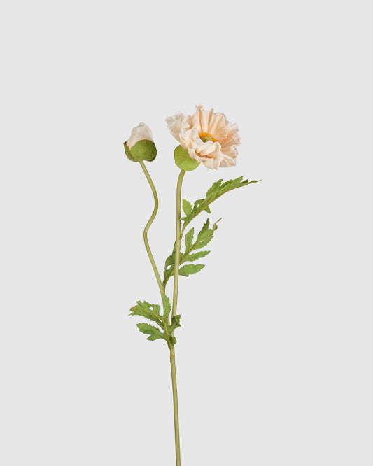Poppy - Peach