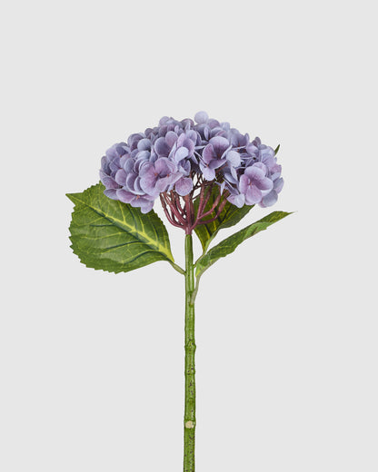 Hydrangea - Purple