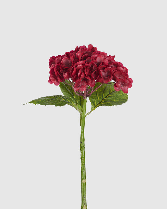 Hydrangea - Red
