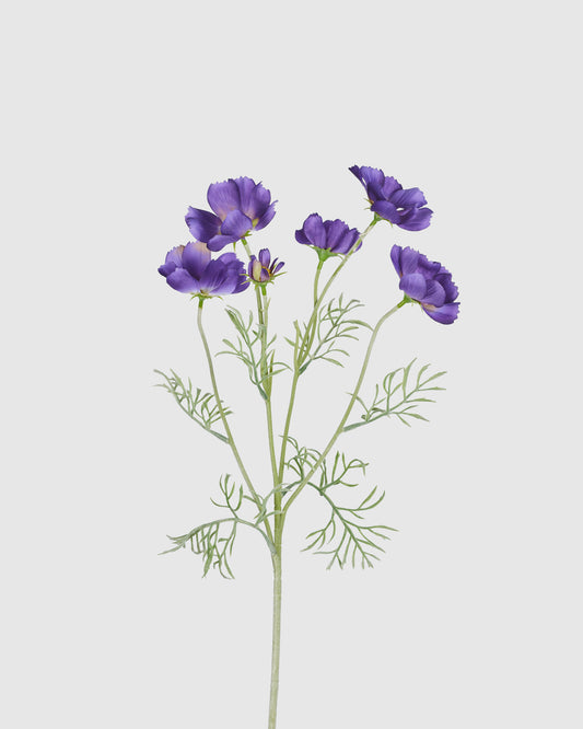 Princess Cosmos - Purple