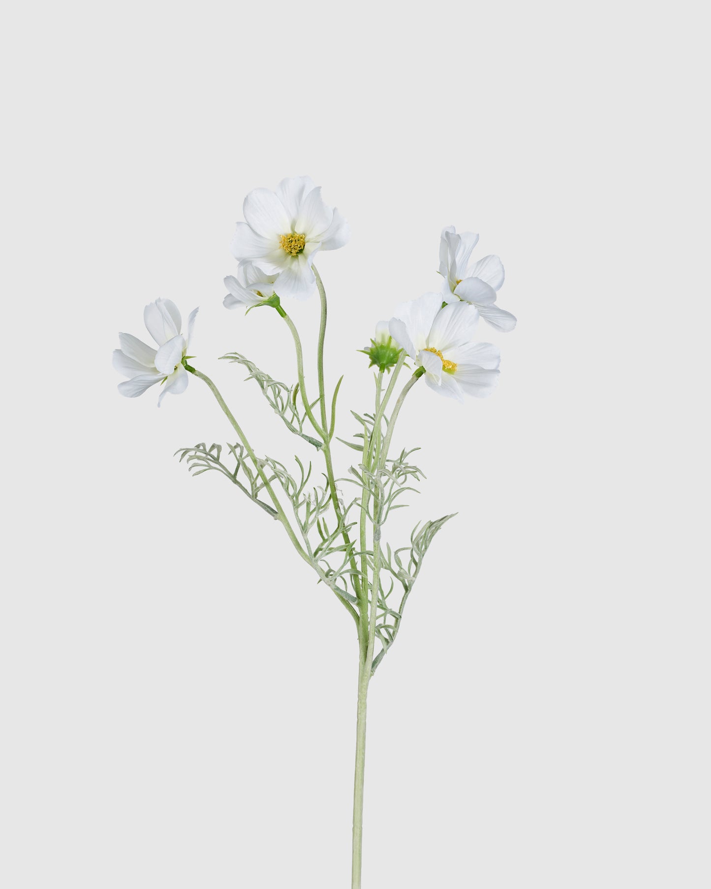 Princess Cosmos - White
