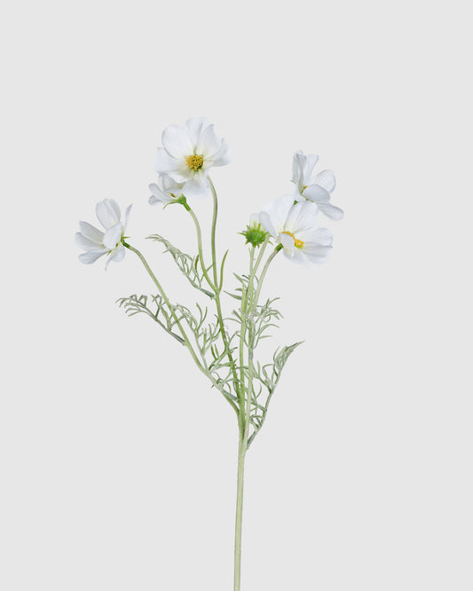 Princess Cosmos - White