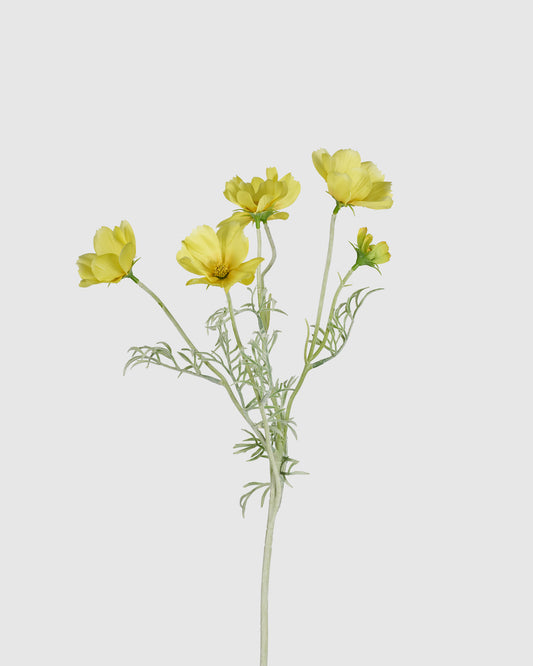 Princess Cosmos - Yellow