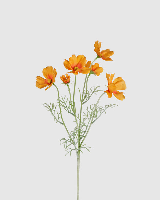 Princess Cosmos - Orange