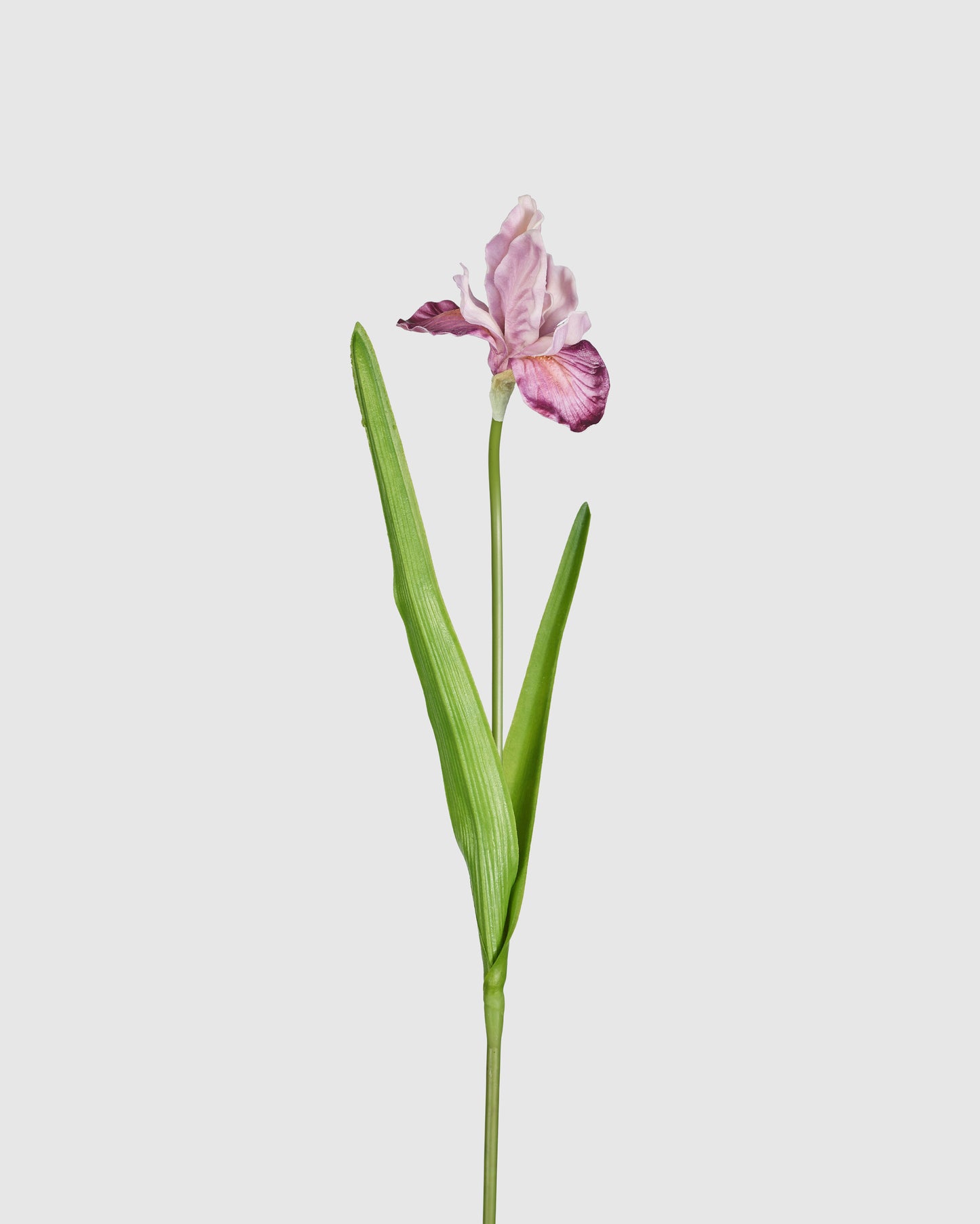 Louisiana Iris - Purple