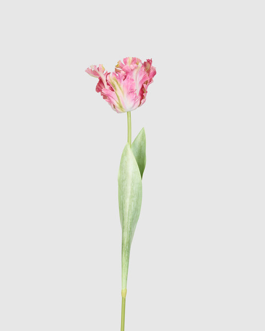 Couture Parrot Tulip - Dusty Pink